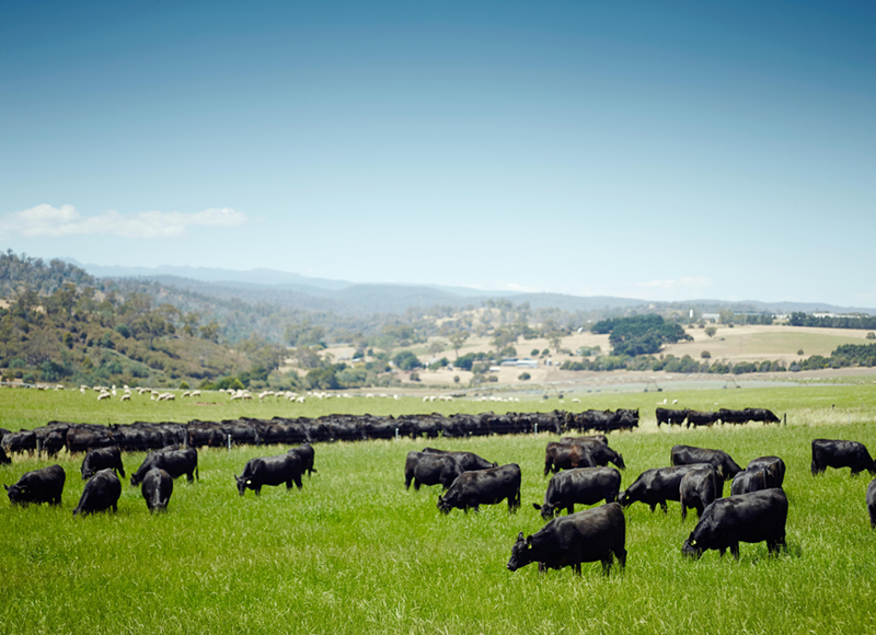 Aussie Beef & Lamb  品牌故事